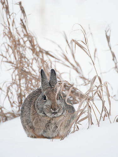 Cozy Cottontail