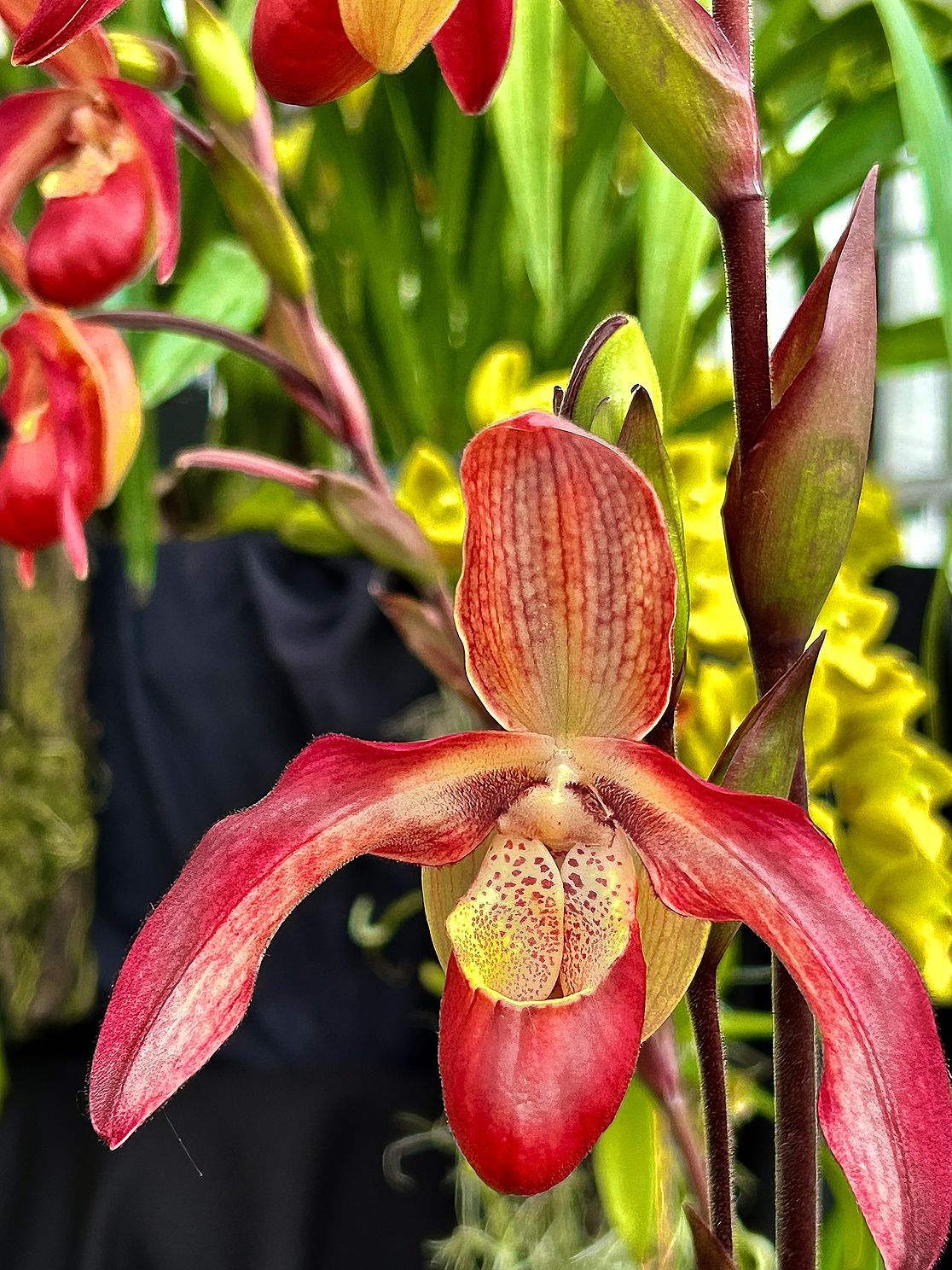 kakPhragmipediumSorcerersApprenticeOrchidjpg