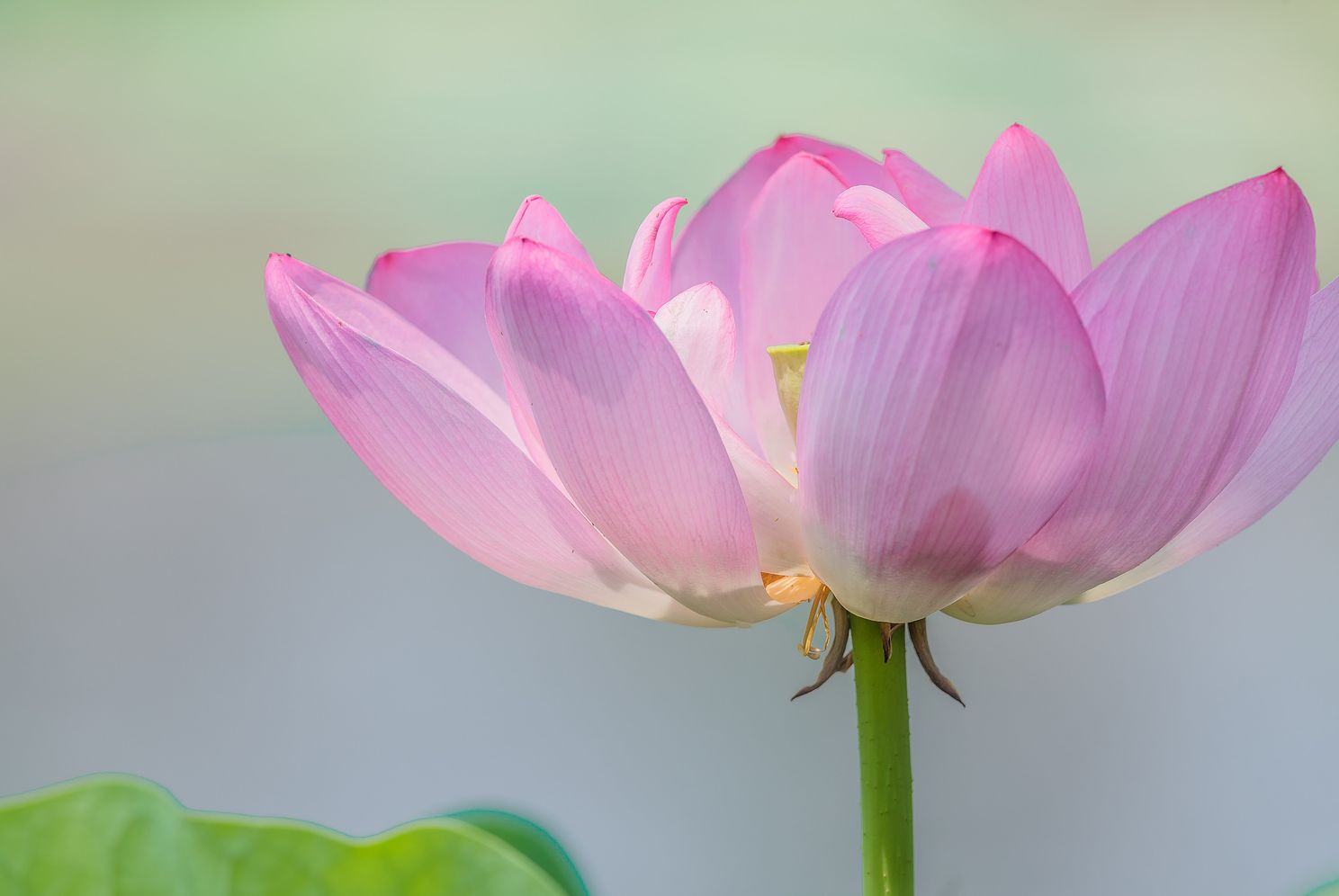 kakPastelgLotusFlowerjpg