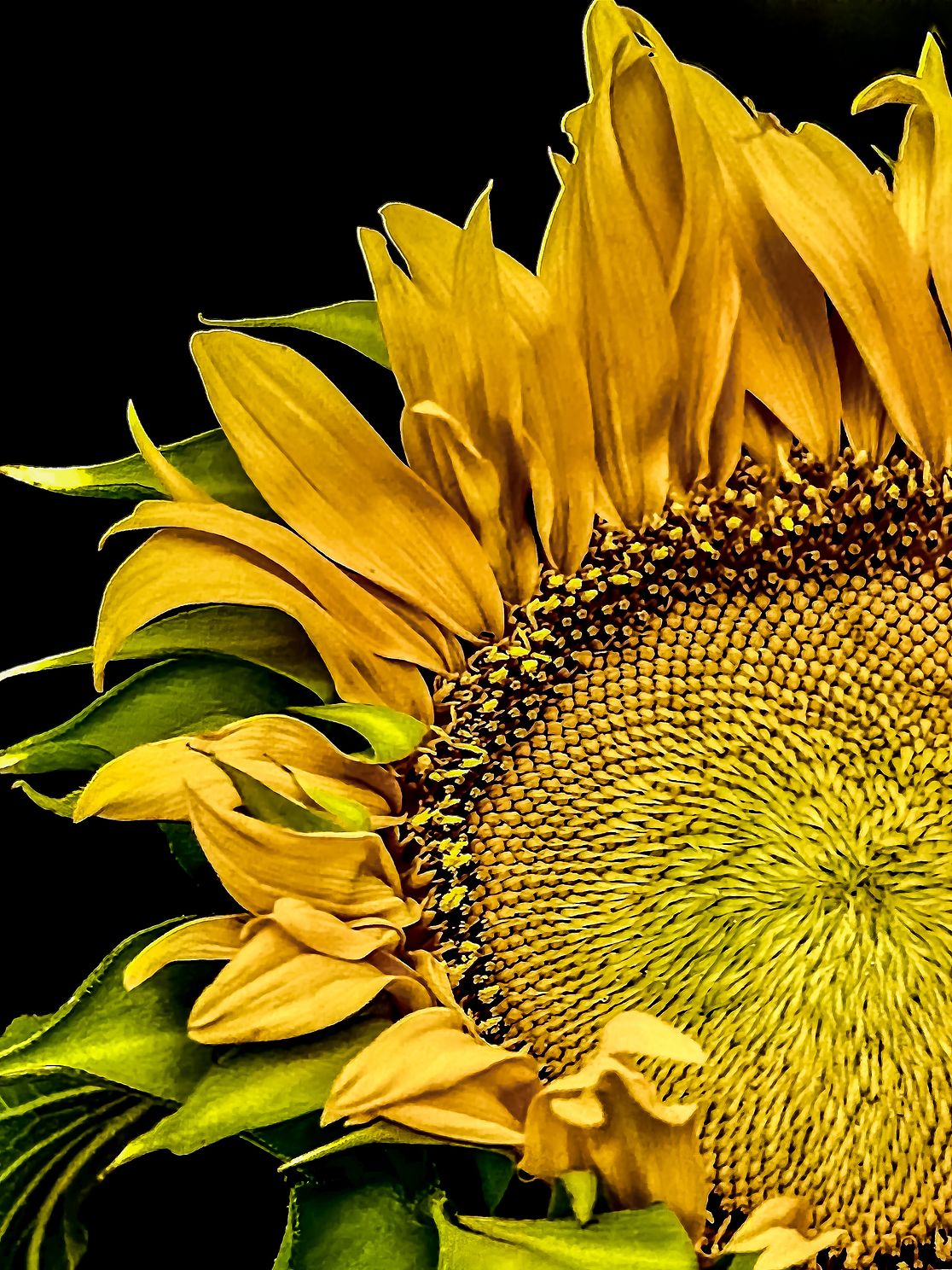 kakSunflowerjpg