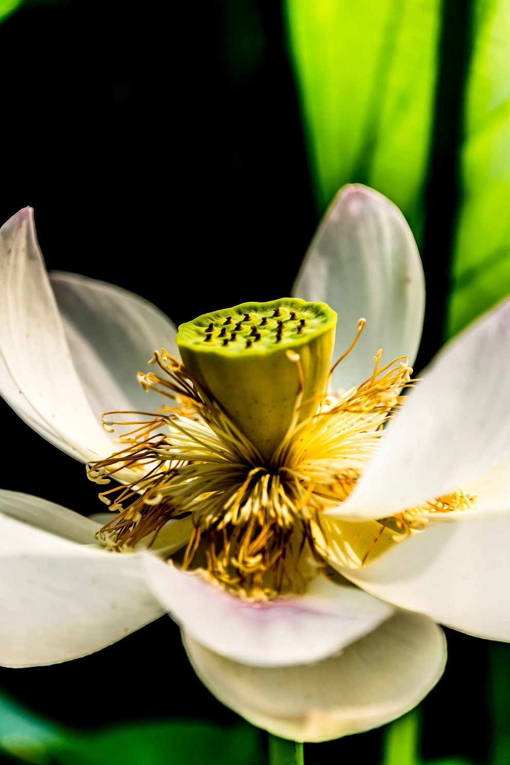 kakFadingLotusFlowerjpg