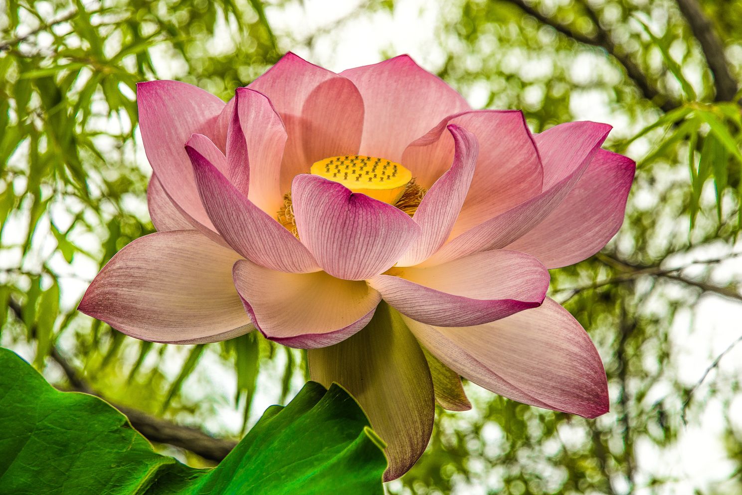 KarenKomarlotusflowerjpg