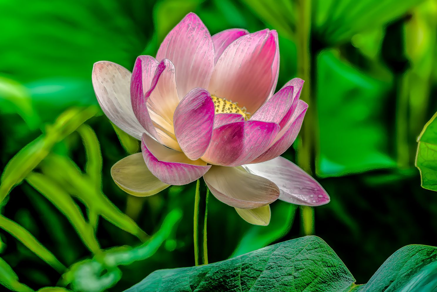 kakSacredLotusFlowerjpg
