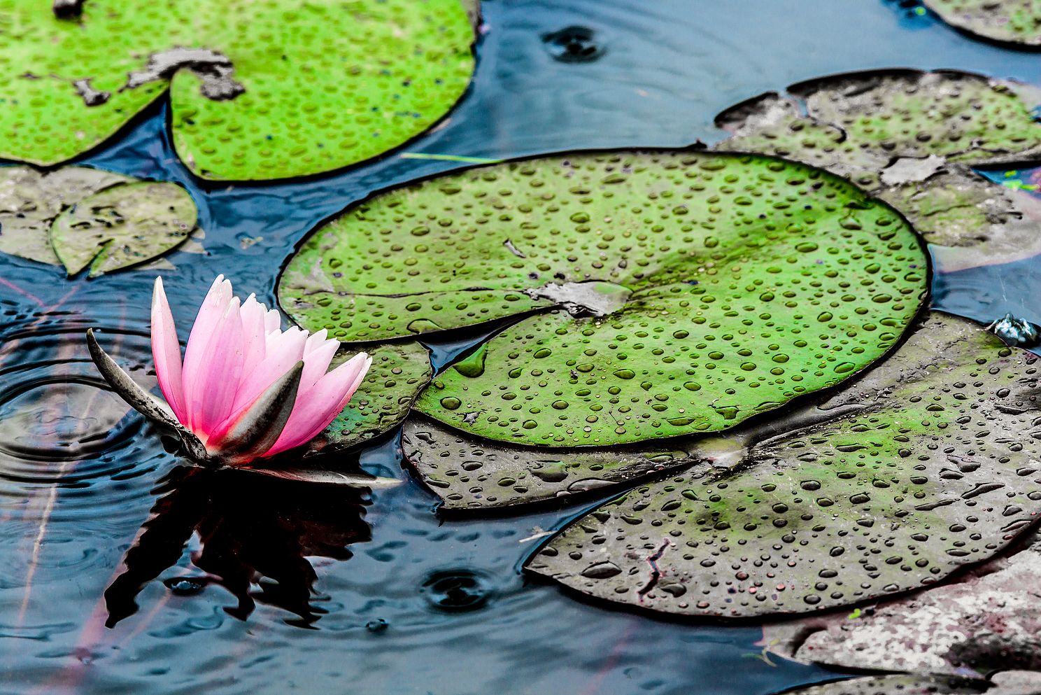 KAKomarWaterLilyintheRainjpg