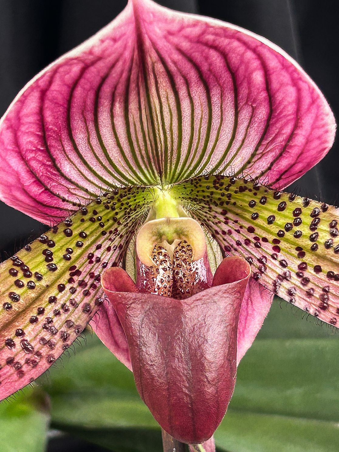 KAKomarorchidjpg