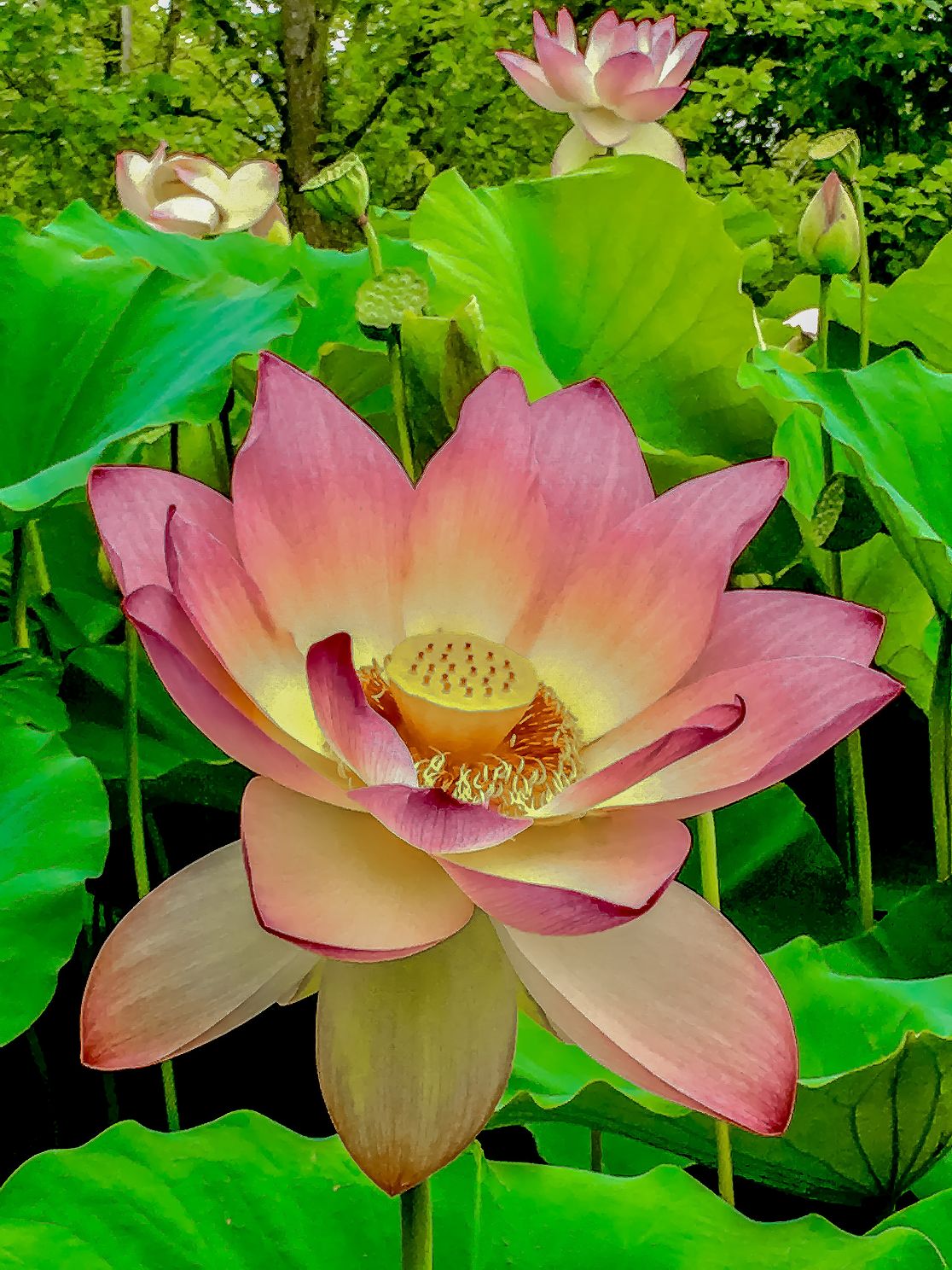 LOTUS FLOWER