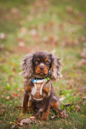 NYC outdoor pet portrait by Manhattan Pet photographer