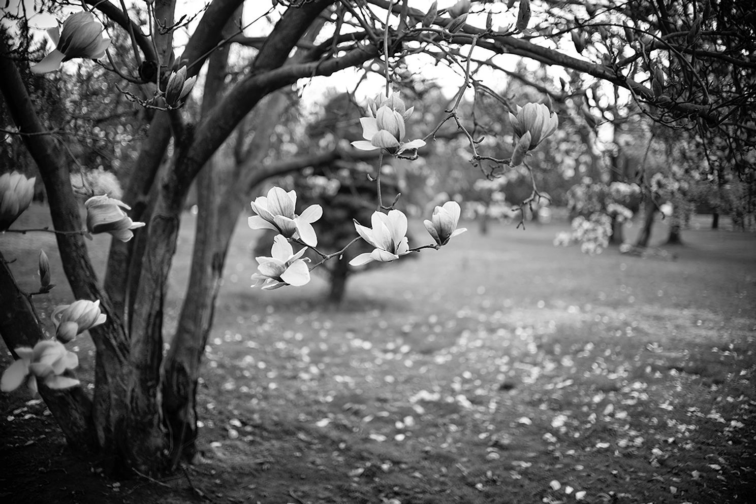 fine art photography