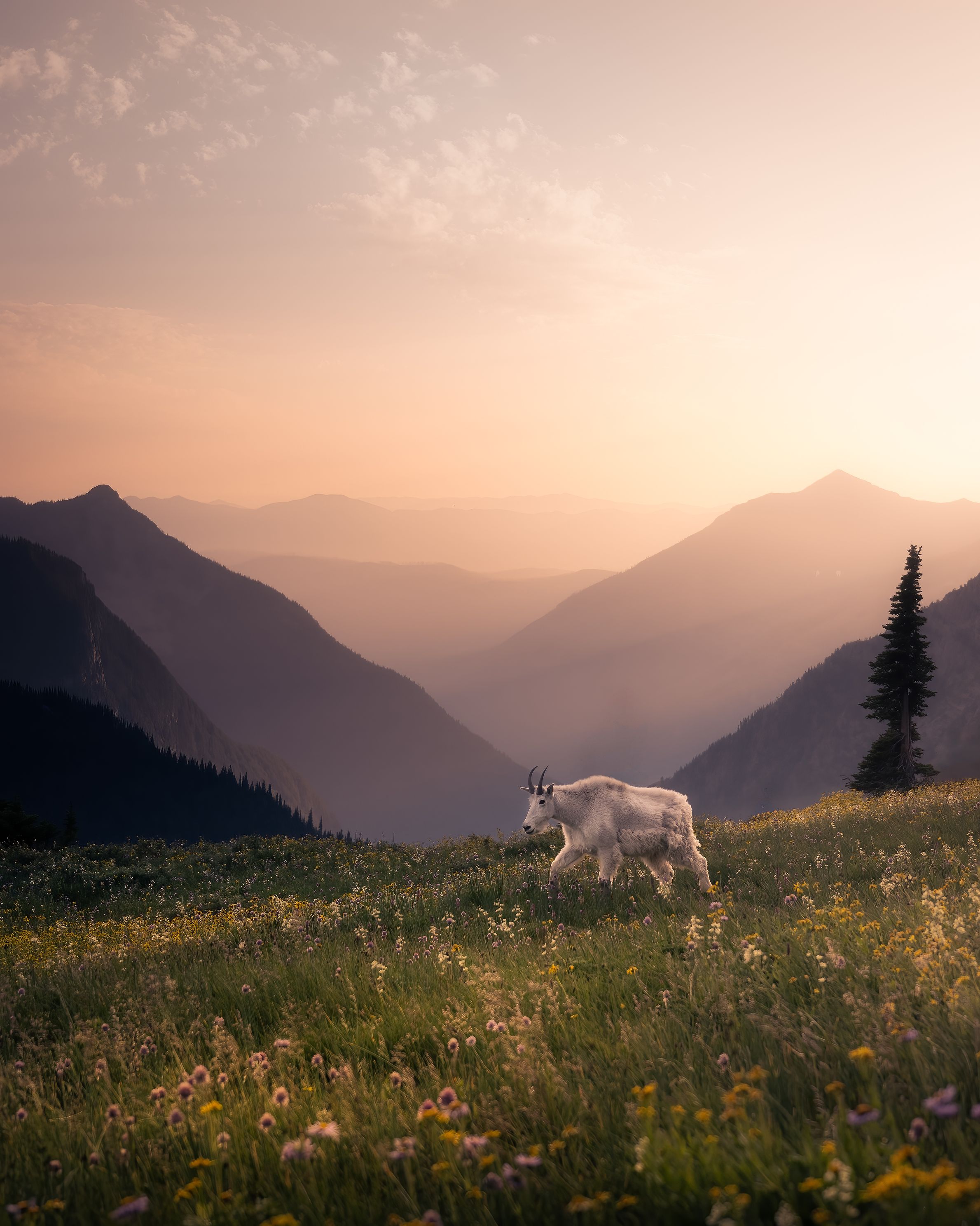 Goat Sunsetjpg