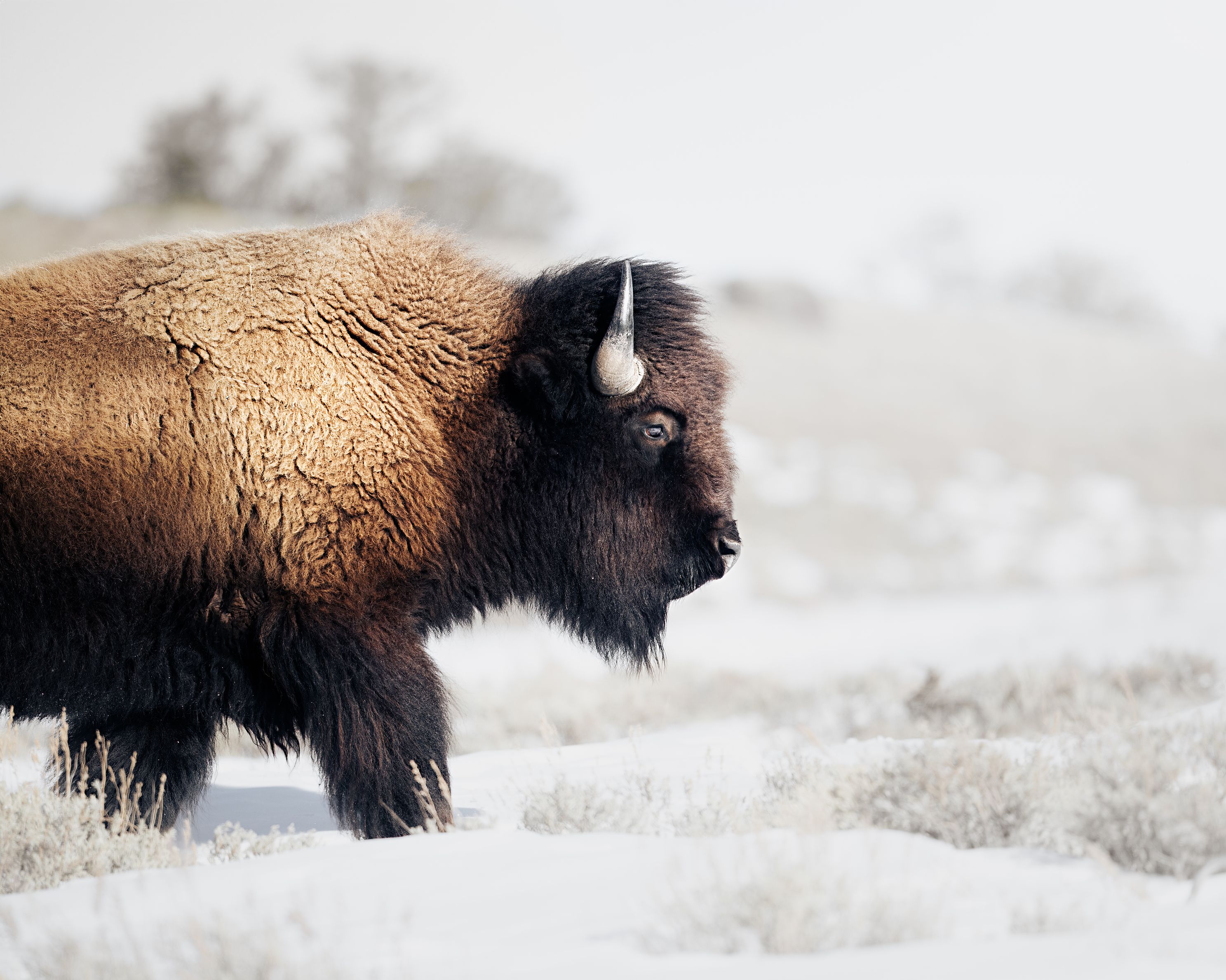 Bison