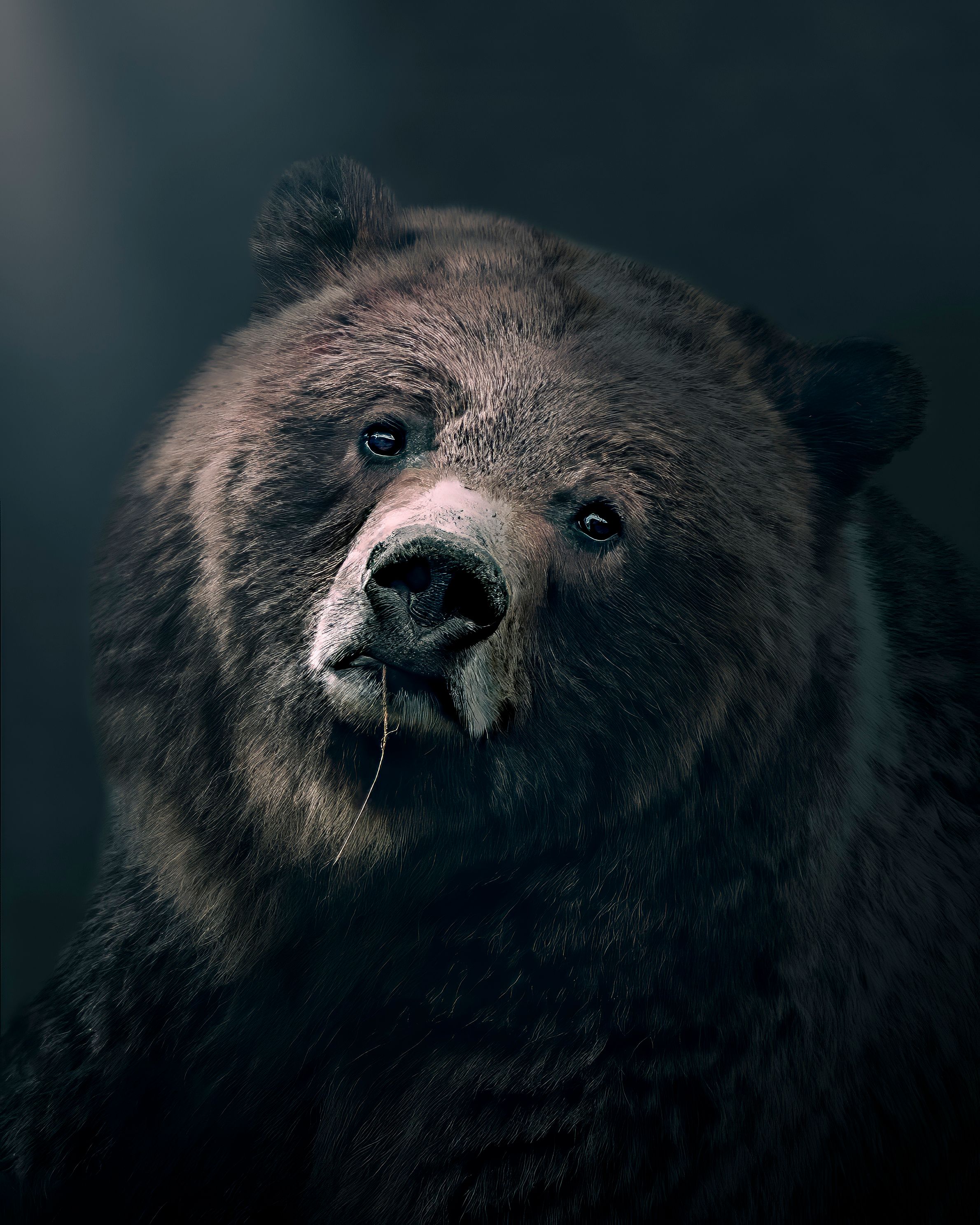 BlueBearjpg