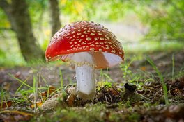Fly Agaric Toadstool