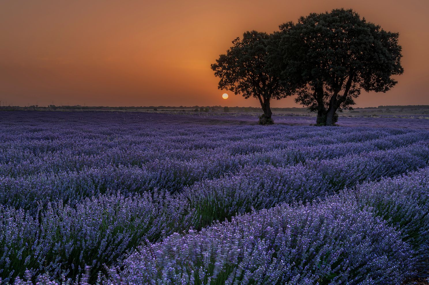 sunrise-lavender-field-tree