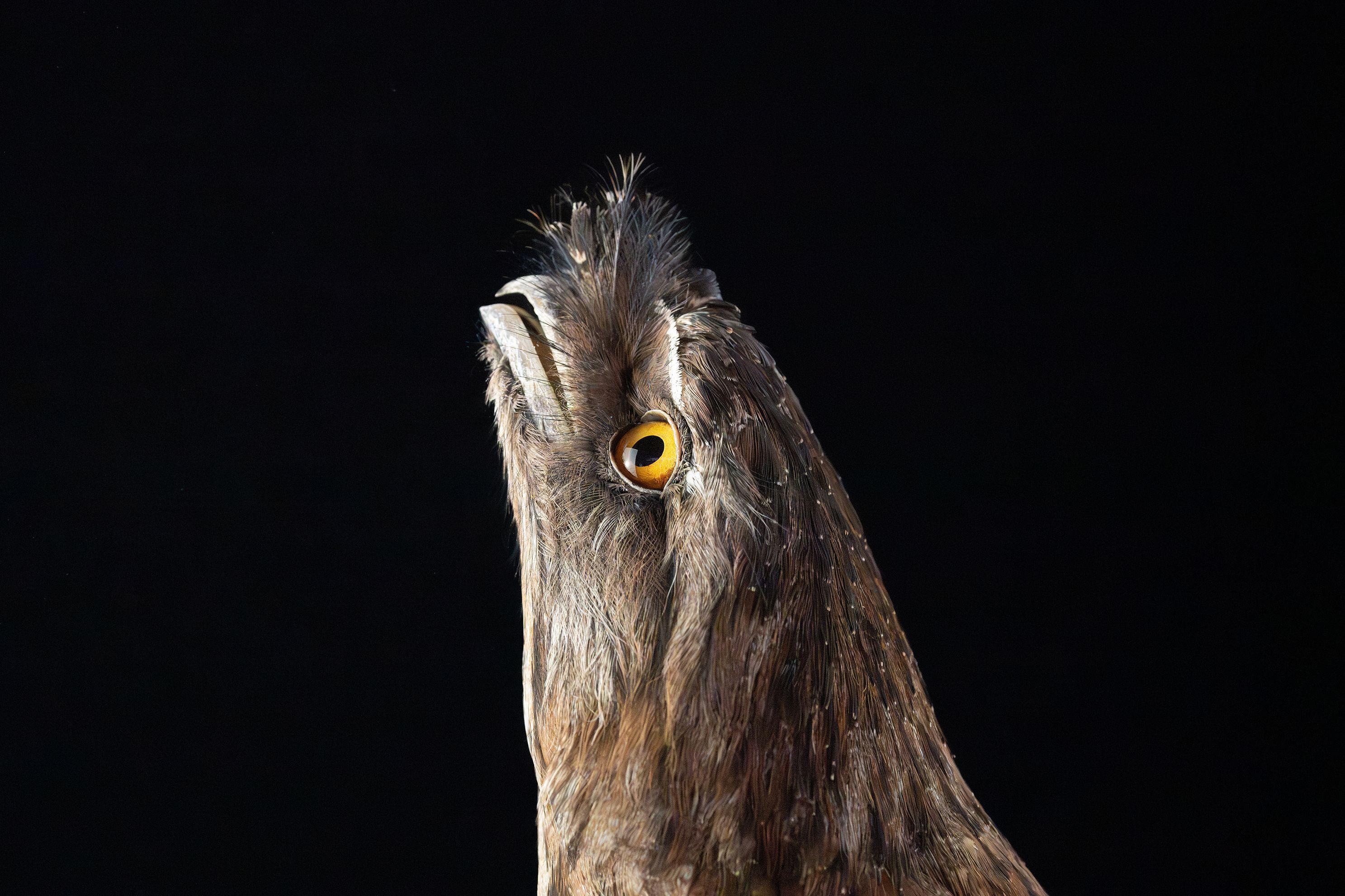 Tawny frogmouth Cara devey Australia sydney jpg