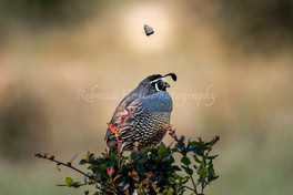 new zenfolio nov 24-38.jpg