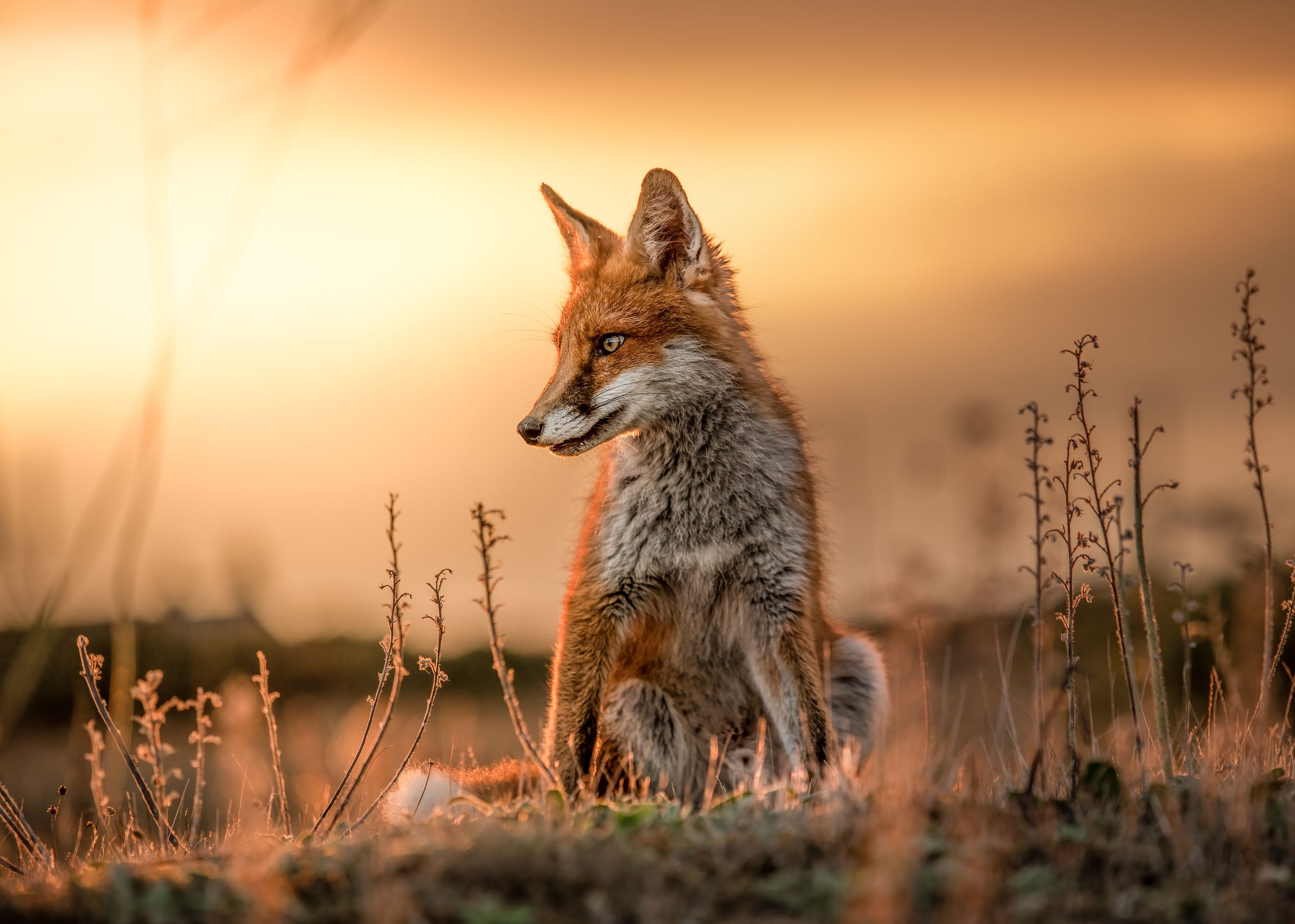 Young fox