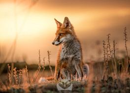 Young fox