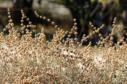 Dry Wisps.jpg