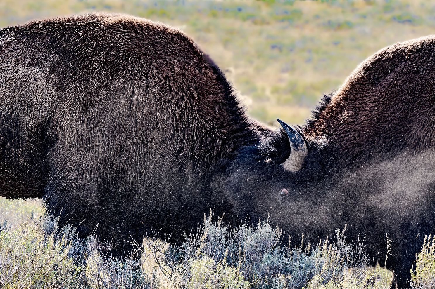 Two bull bison (buffalo) during rut butting heads in violent clash
