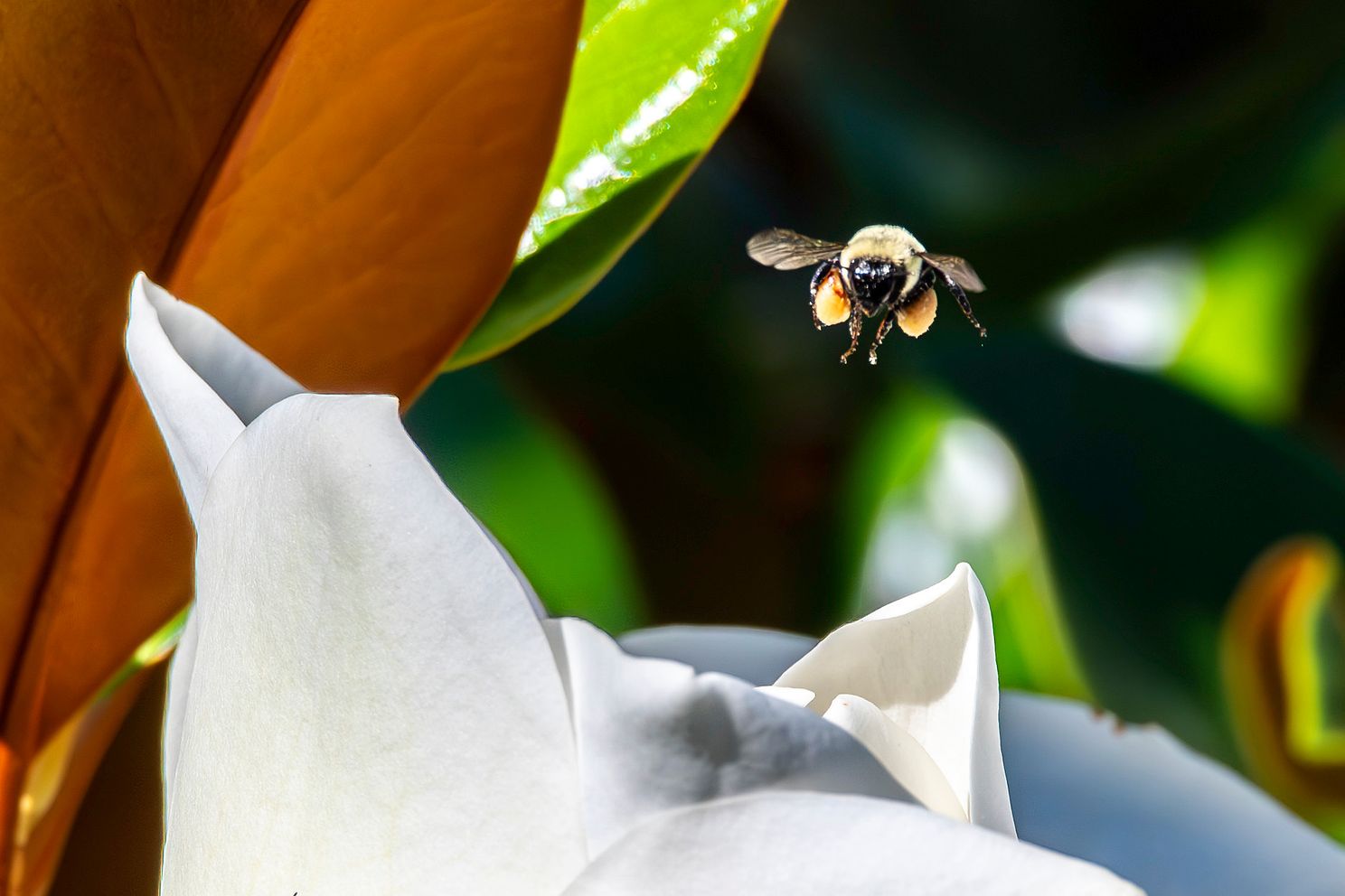 Bee jpg