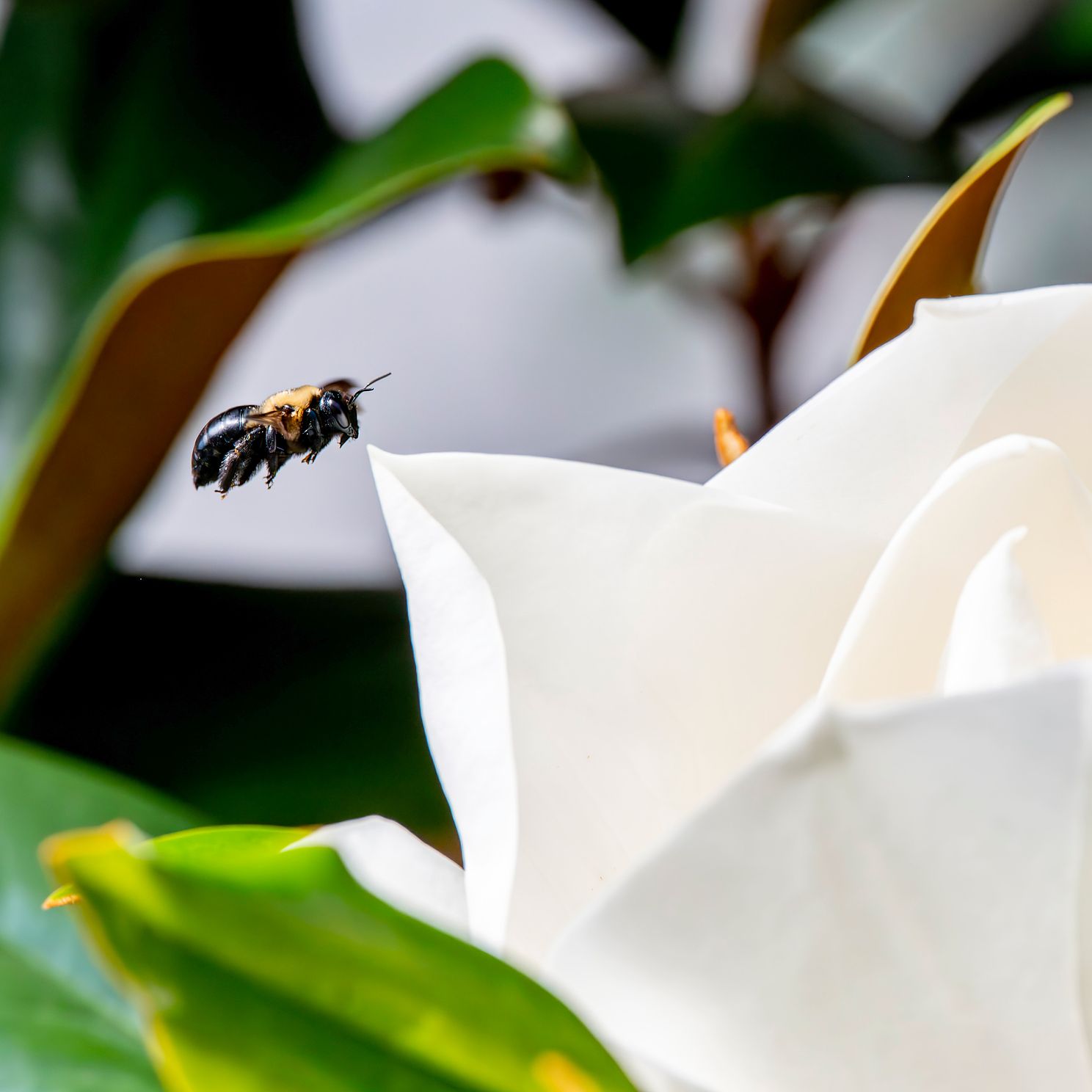 Bee jpg