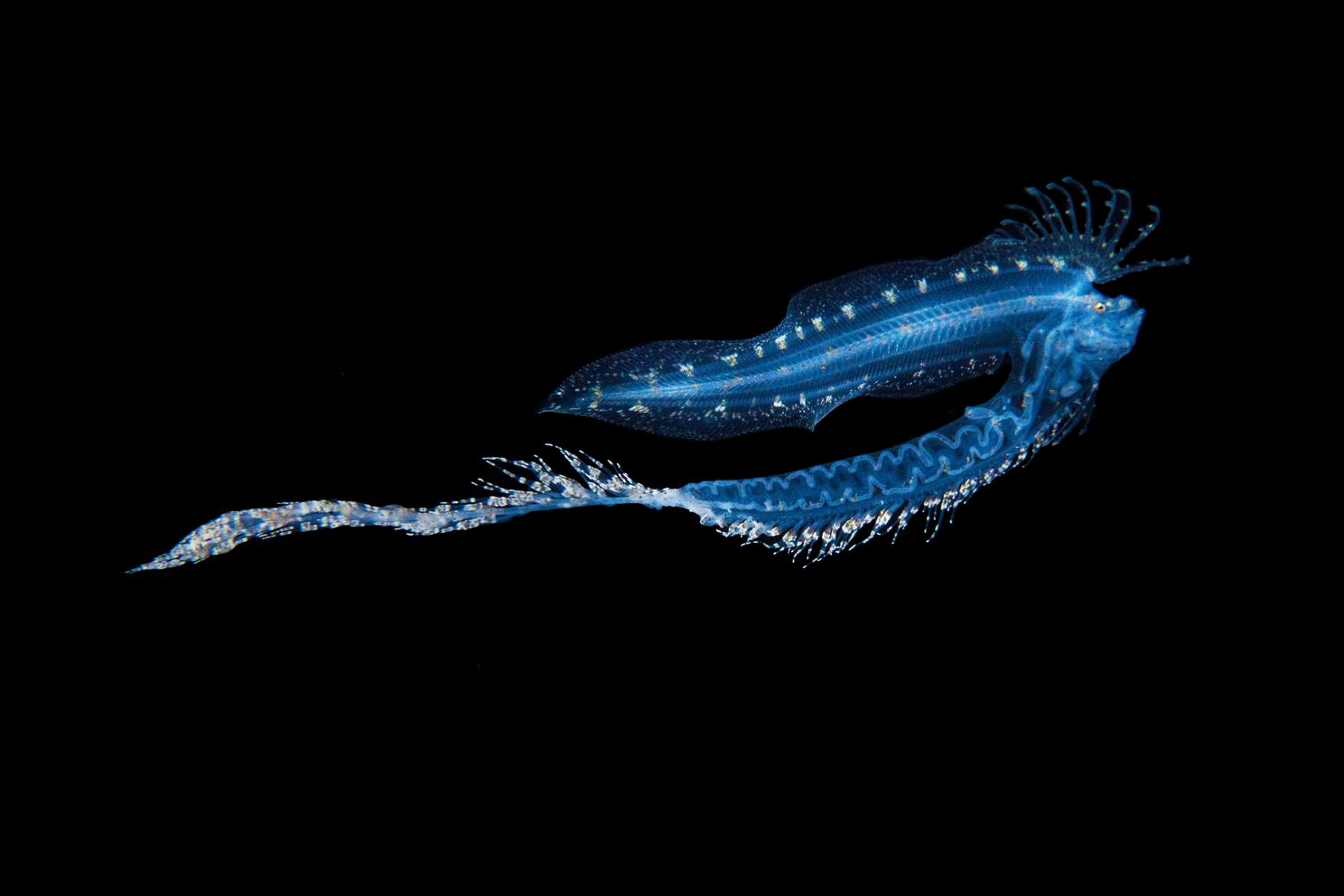 a side view of a larval cusk eel with a long protruding gut