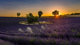 Sunset shining through trees over lavender fields in Provence with warm golden light and blooming pu