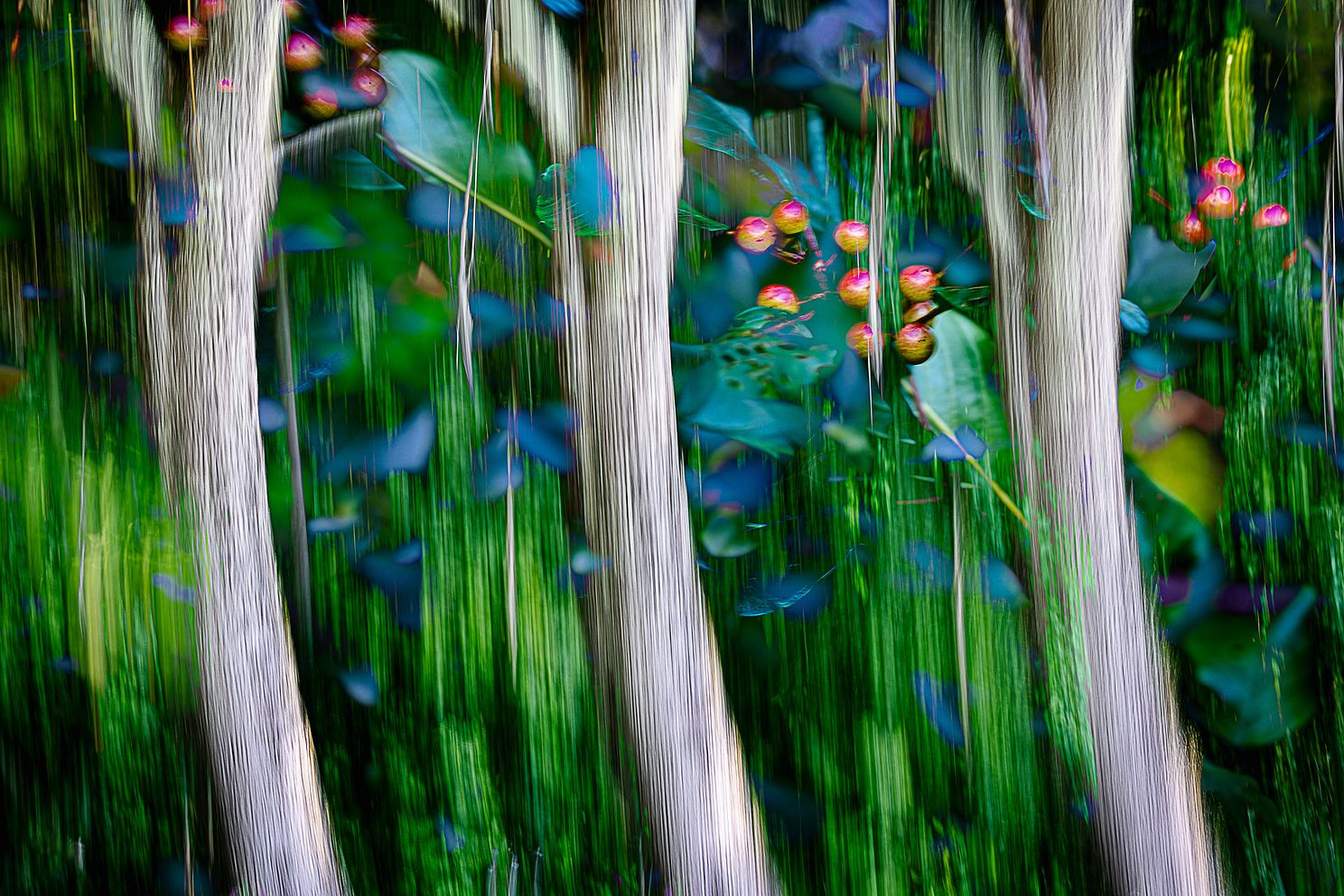 FairyTaleForest-alt-.jpg