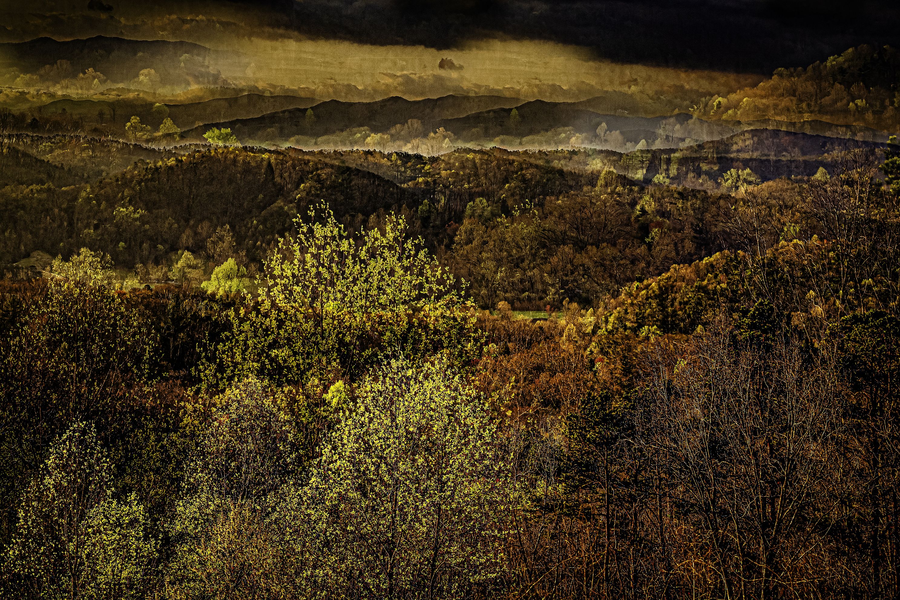 MountainTrees2-0127.jpg