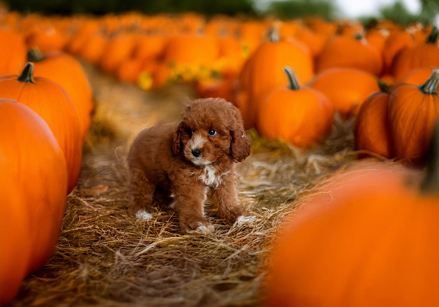 FOREVER LOVE PUPPIES PEMBROKE PINES 9-10-24-9135.jpg