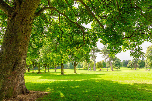 Weelsby Woods-033.jpg