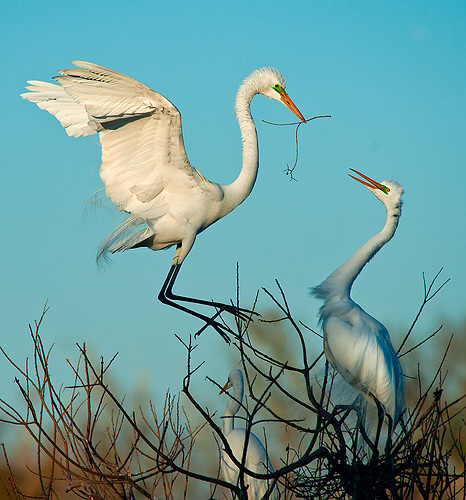 GreatEgrets_nesting.jpg
