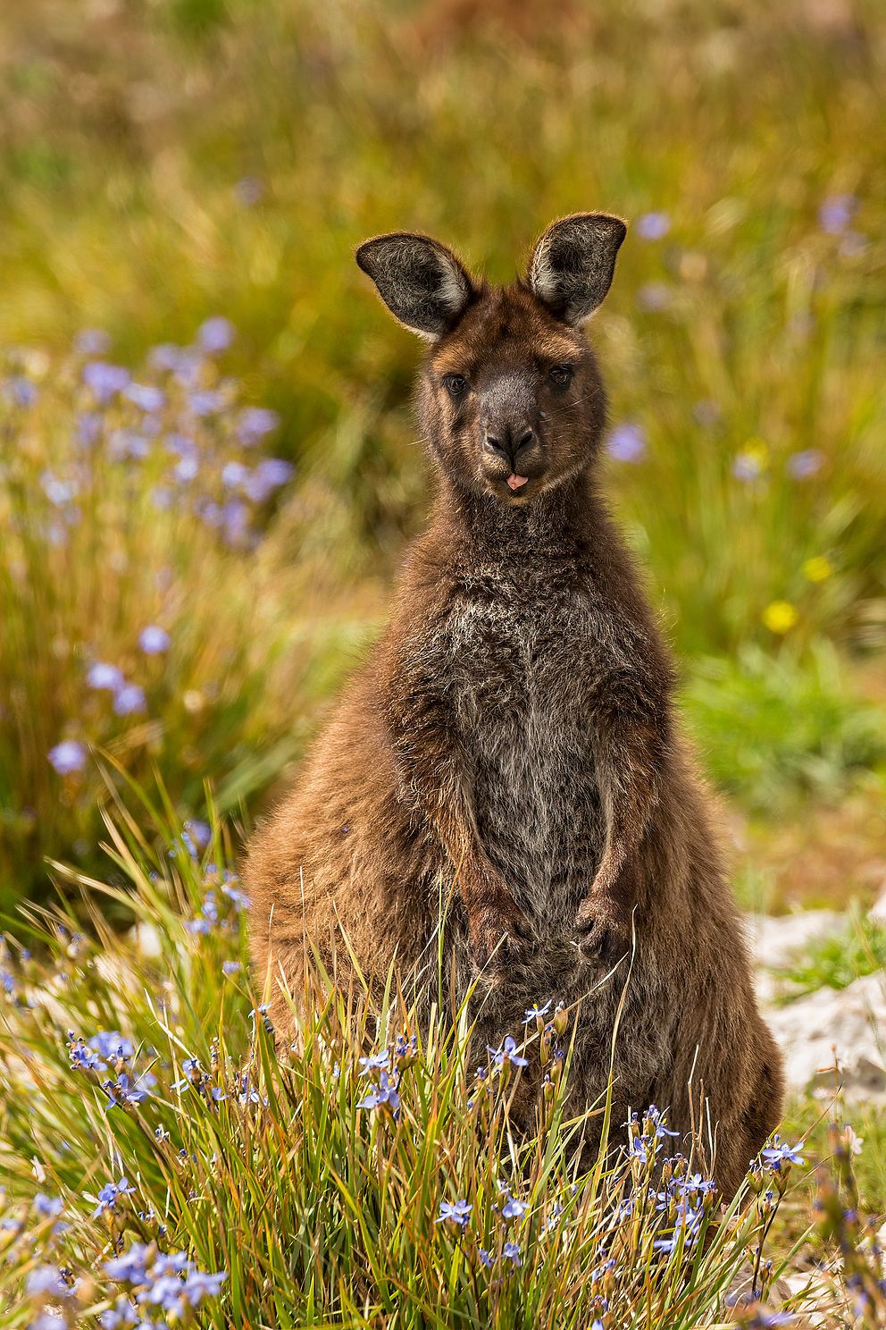 Kangaroo Klown