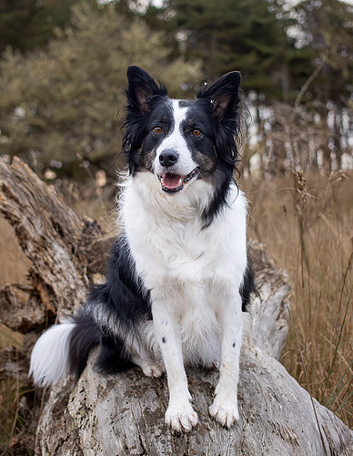 rez, dog, forest, portrait, photography, oregon.JPG