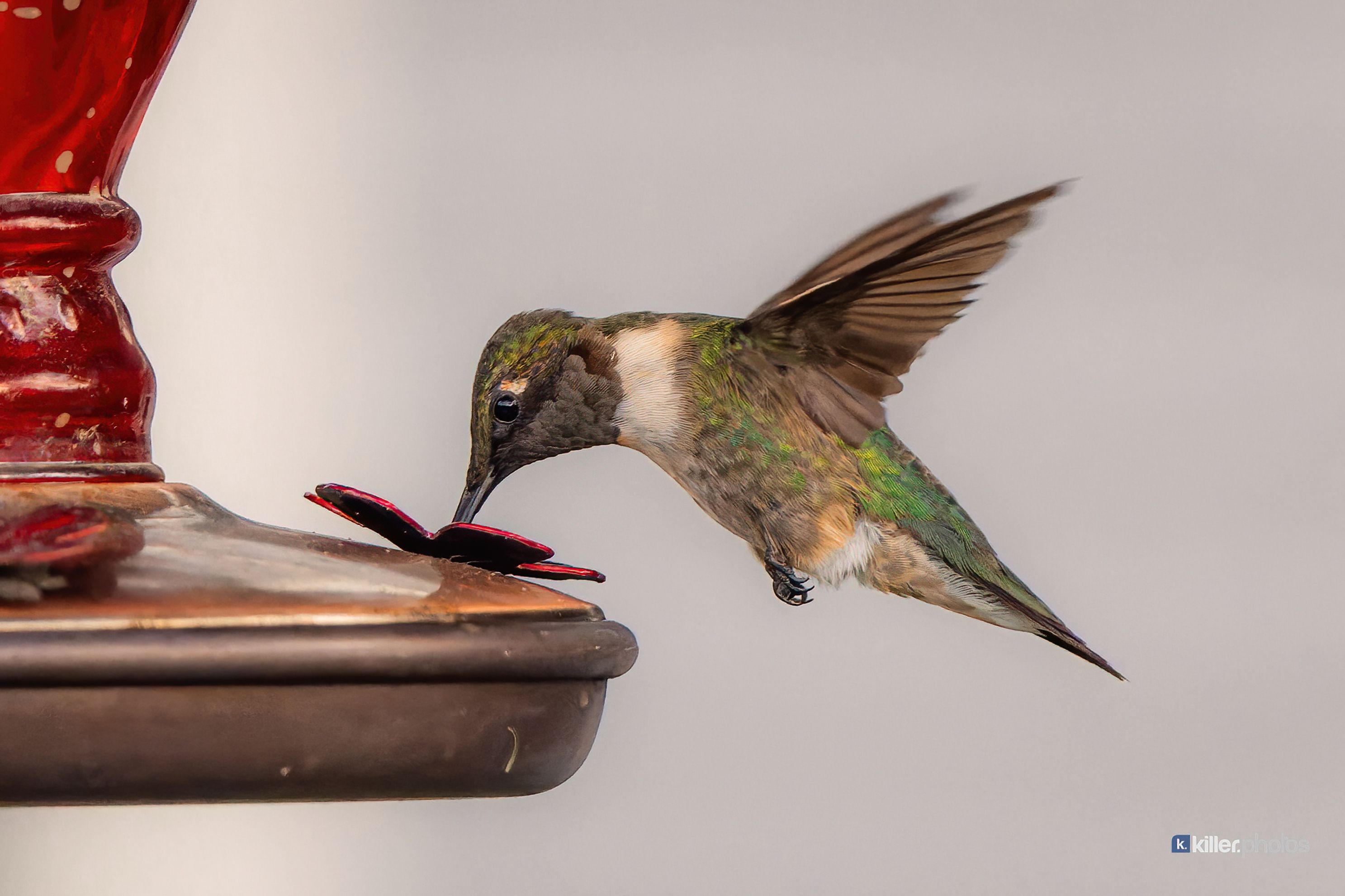 hummingbirdskillerphotosjpg