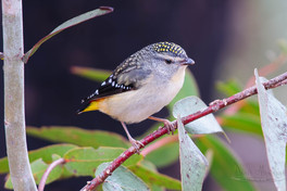 Spotted Pardalote perched on branch