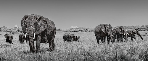 The Guardian (monochrome)