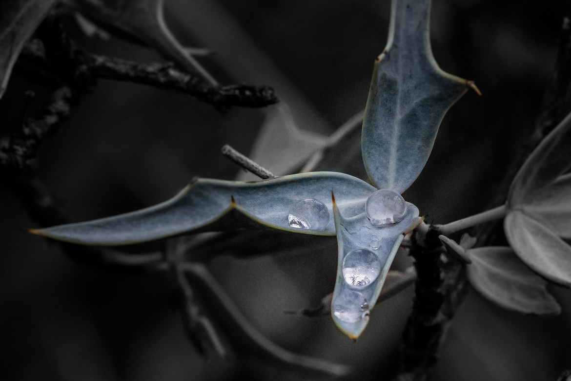 LeafyDewDropsjpg