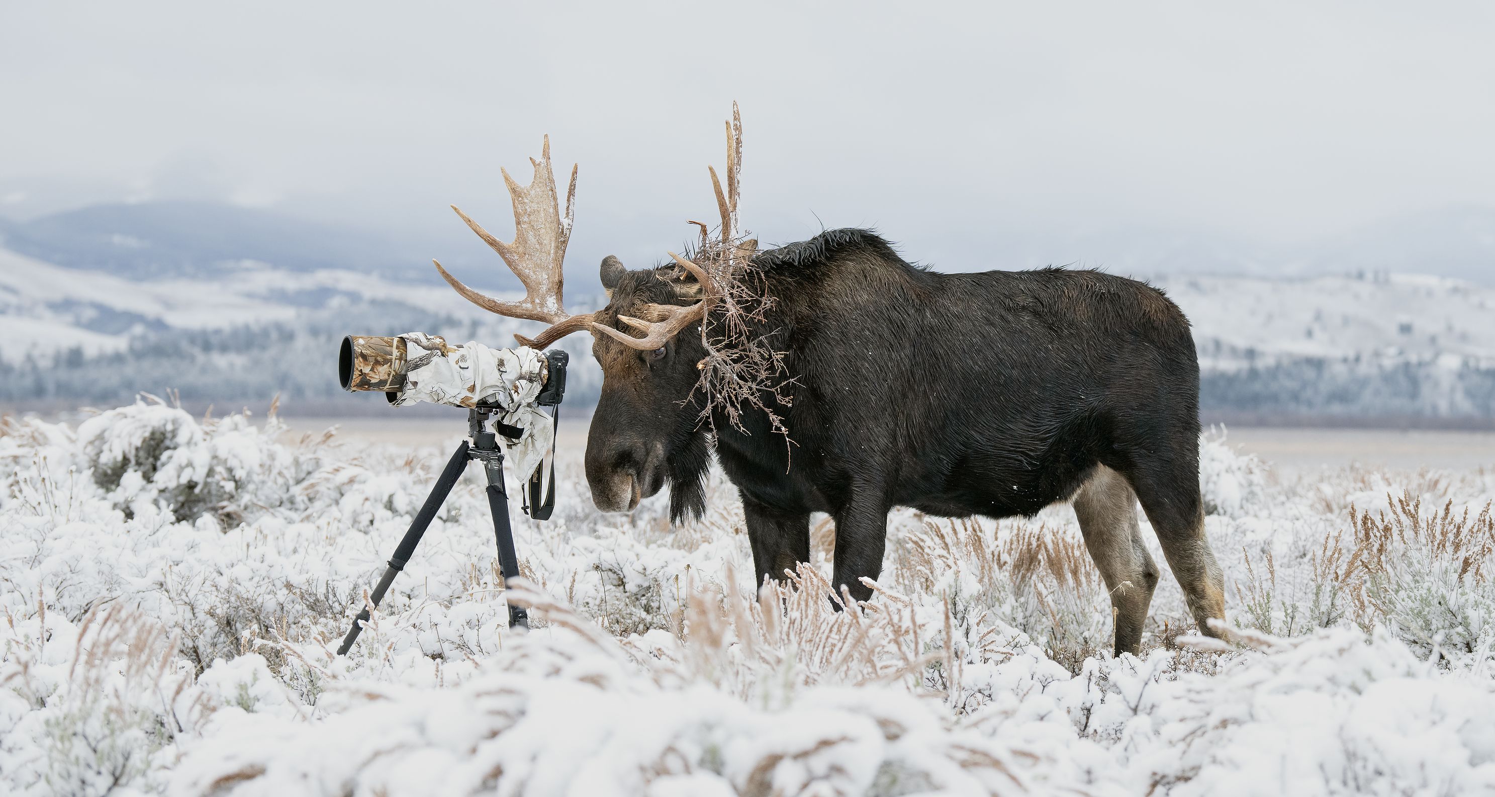 Wildlife Photographer of the Year_.jpg