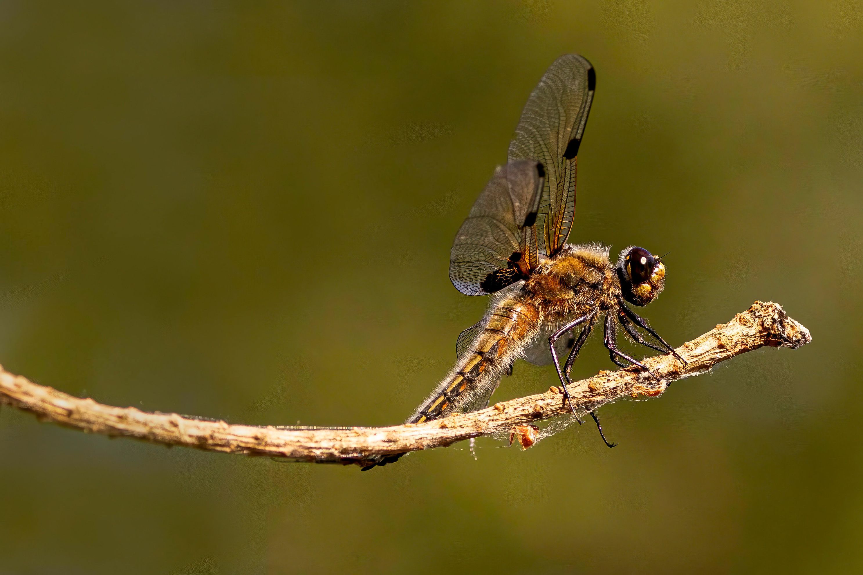 Fourspotted chaser