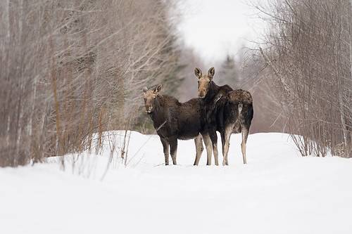 Moose, Sax-Zim Bog, MN