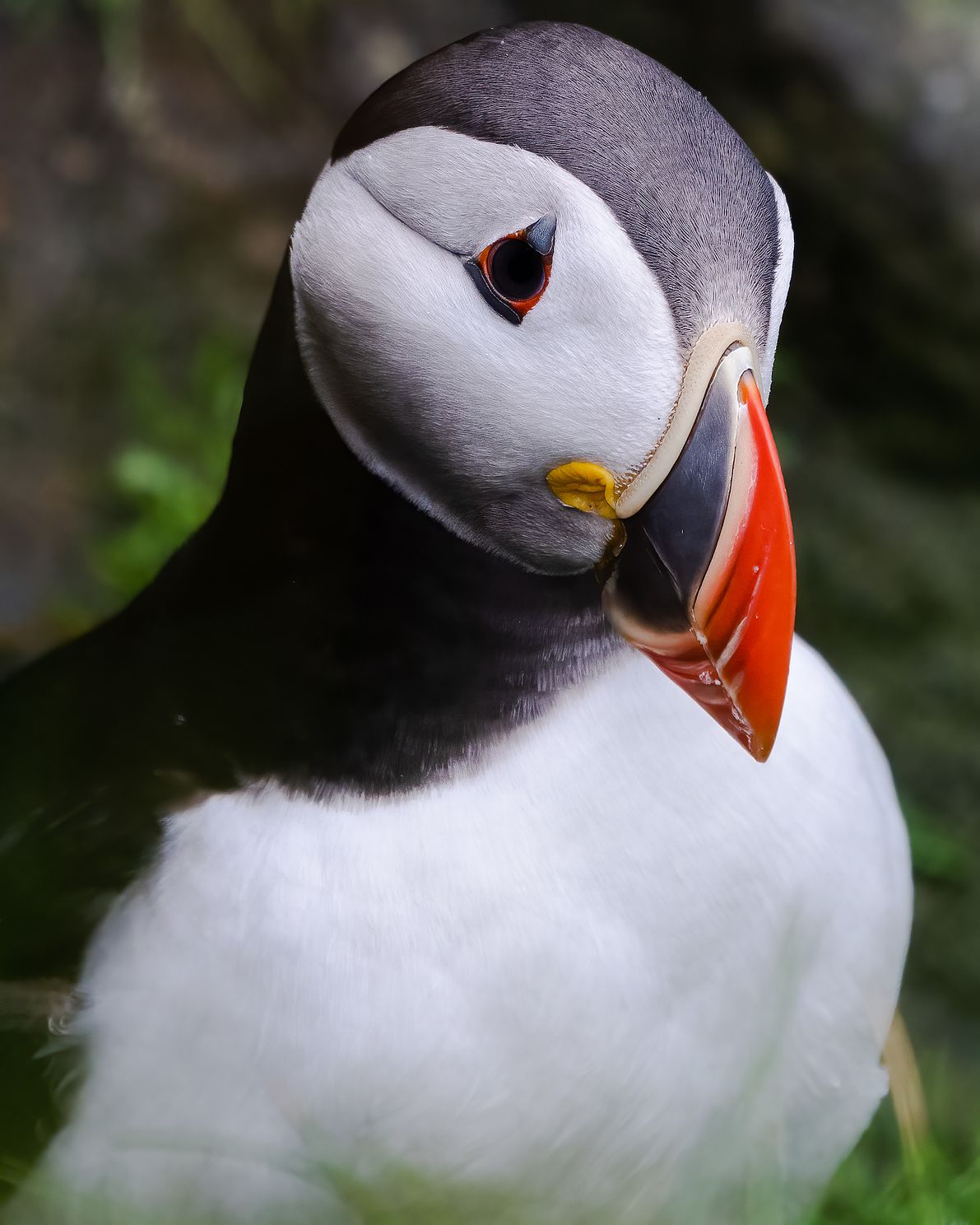 Atlantic Puffin