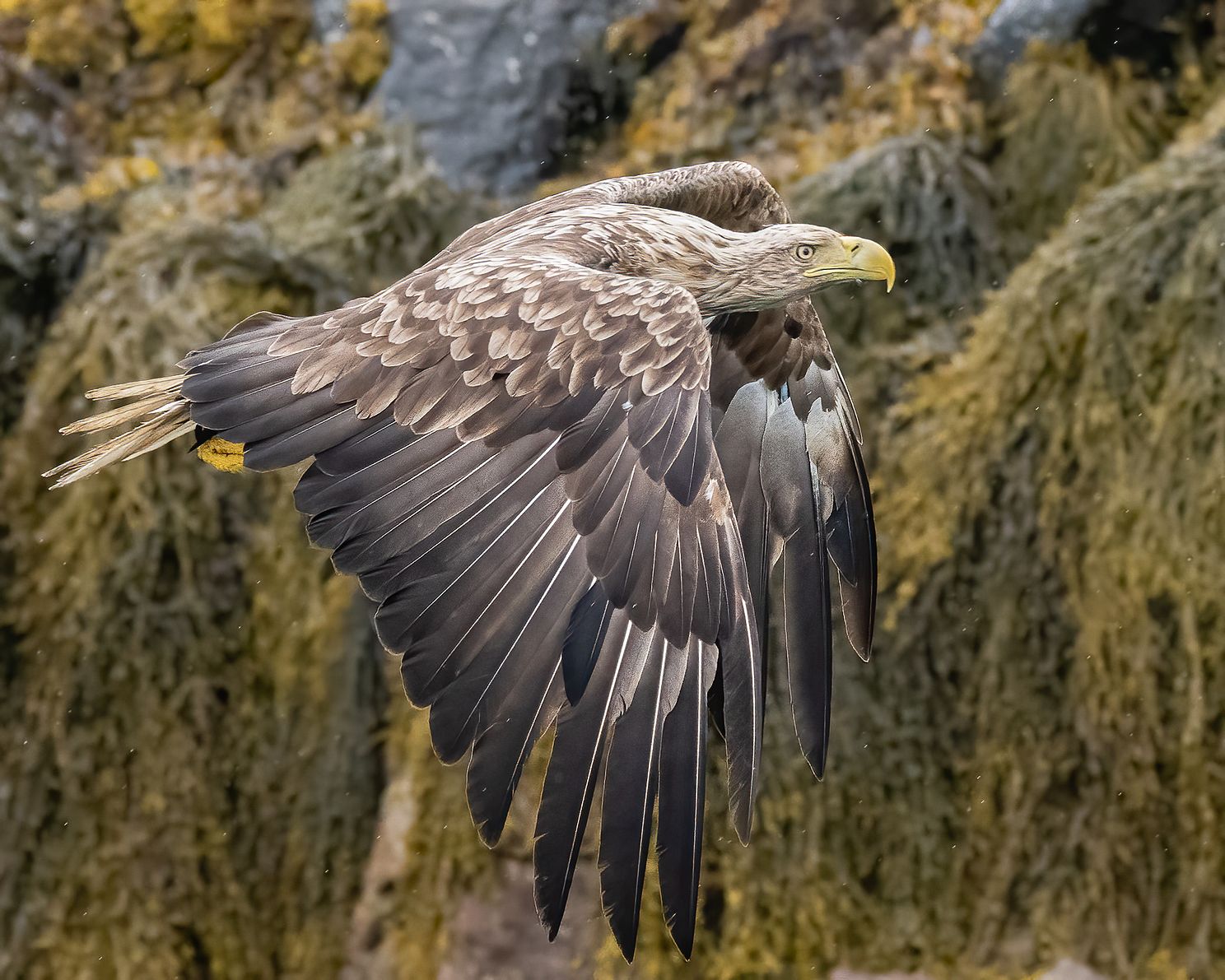 Heading Home  Sea Eagle Norway