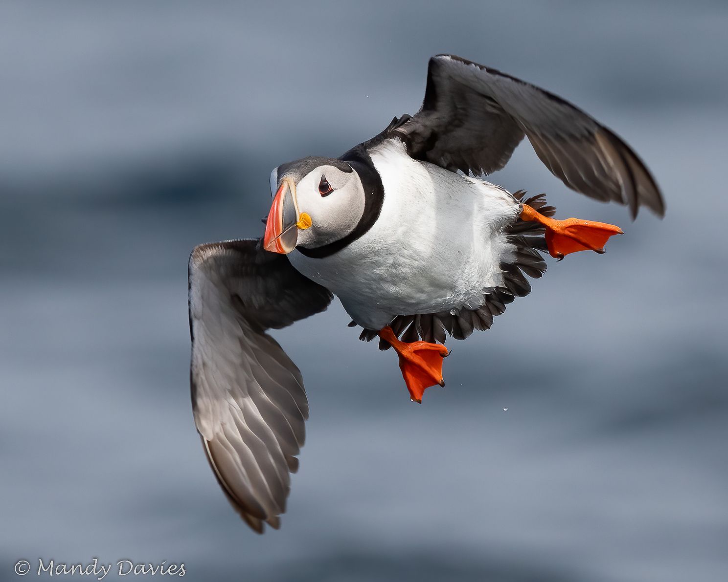 Atlantic Puffin Norway