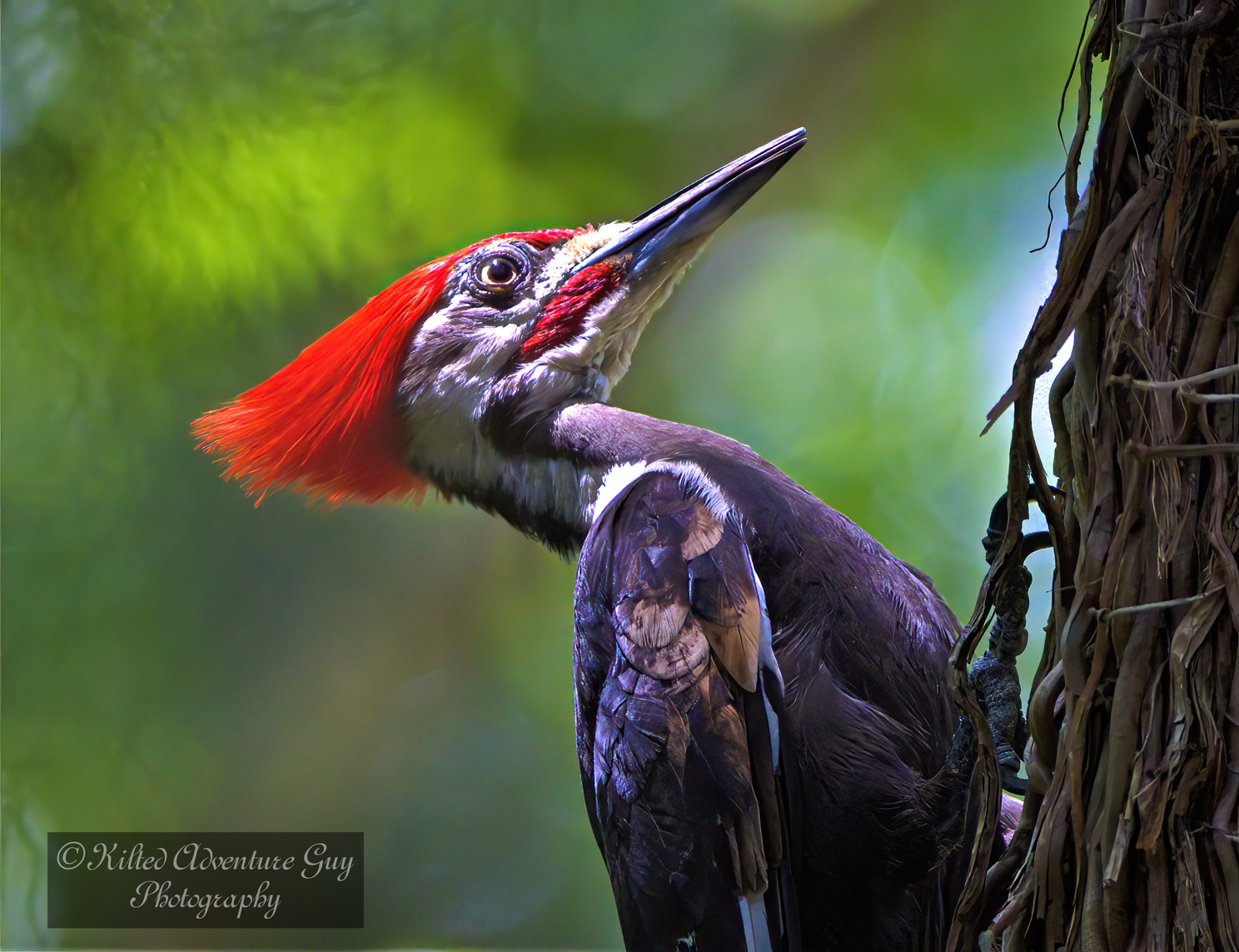 Portrait of a Male Pileated