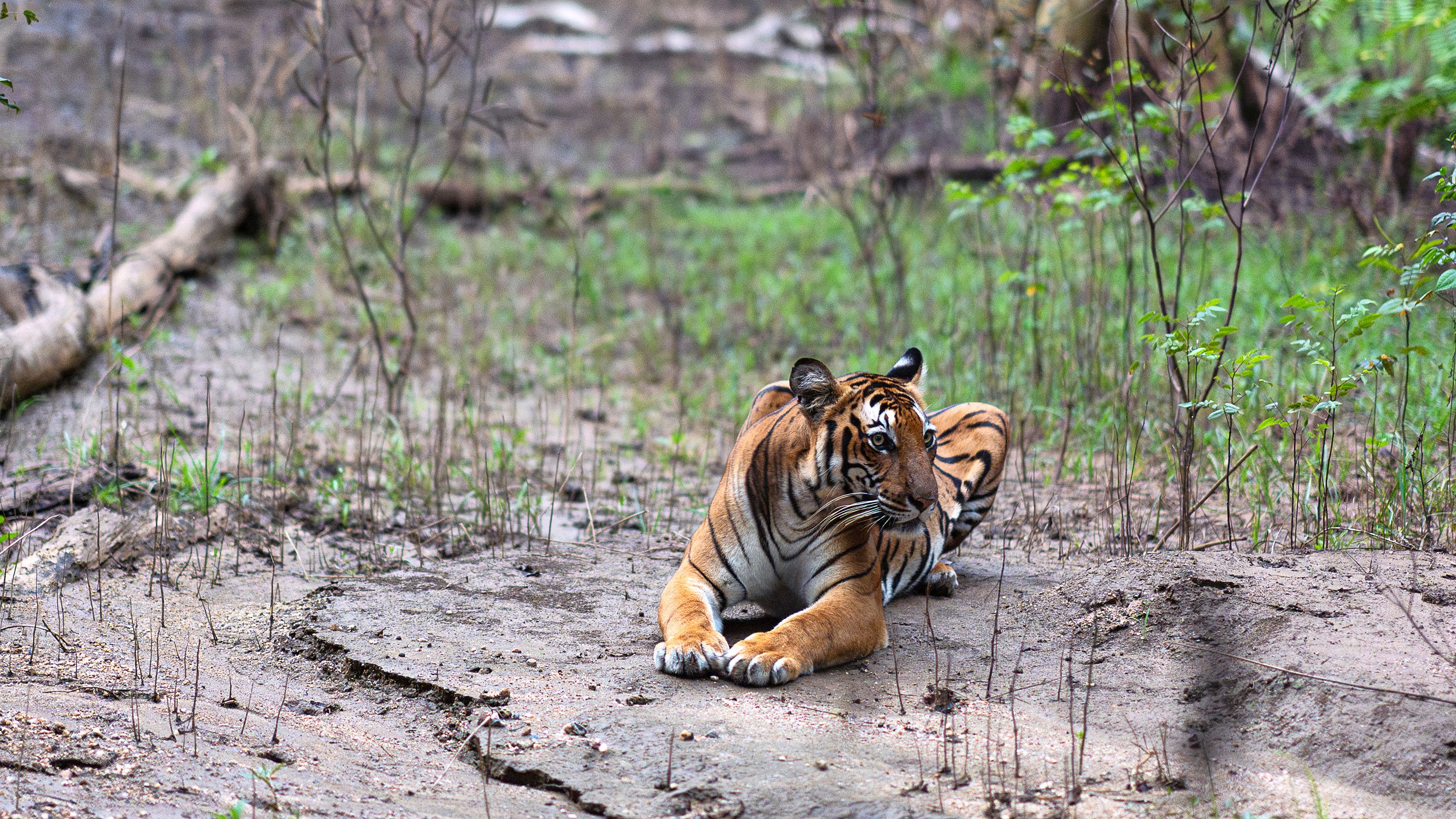 TigerIndia_DSC00320.jpg