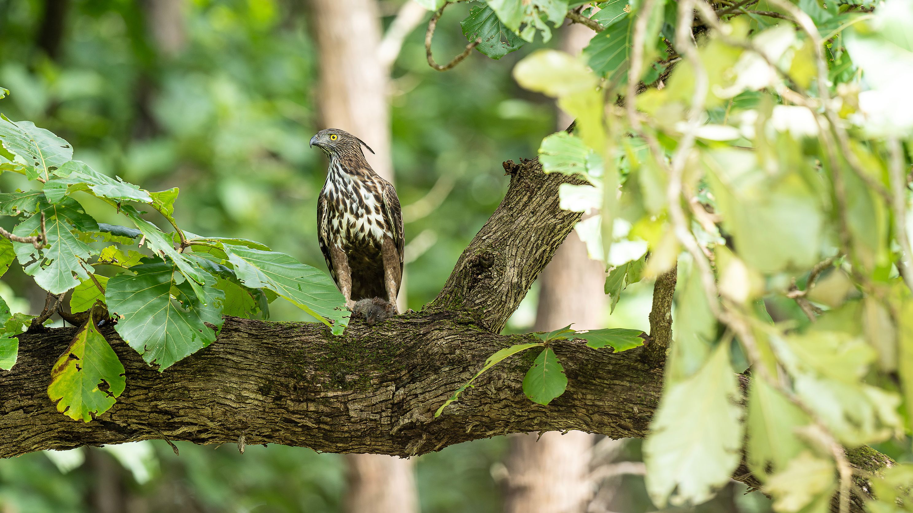 IndiaEagle_DSC03095.jpg