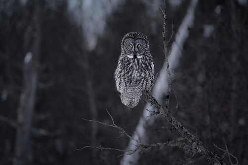 Great gray owl, Sax Zim Bog, MN
