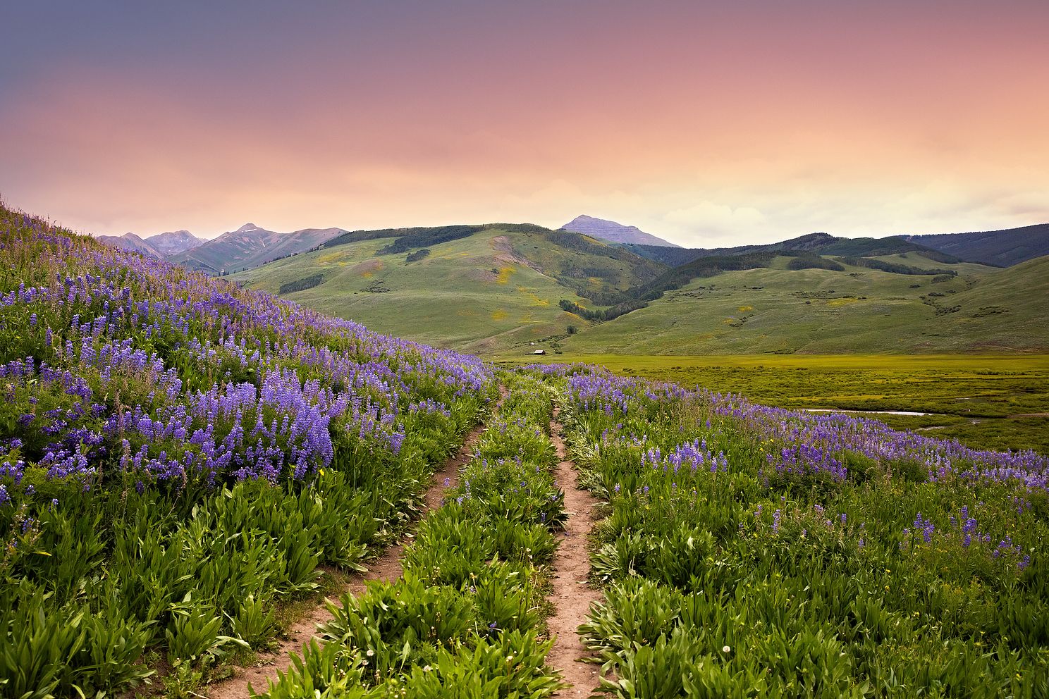 Sunset on a trail in Colorado filled with wildflowers