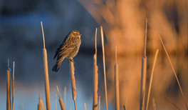 Redwinged Blackbird female